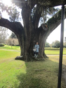 Huge oak trees in South Carolina